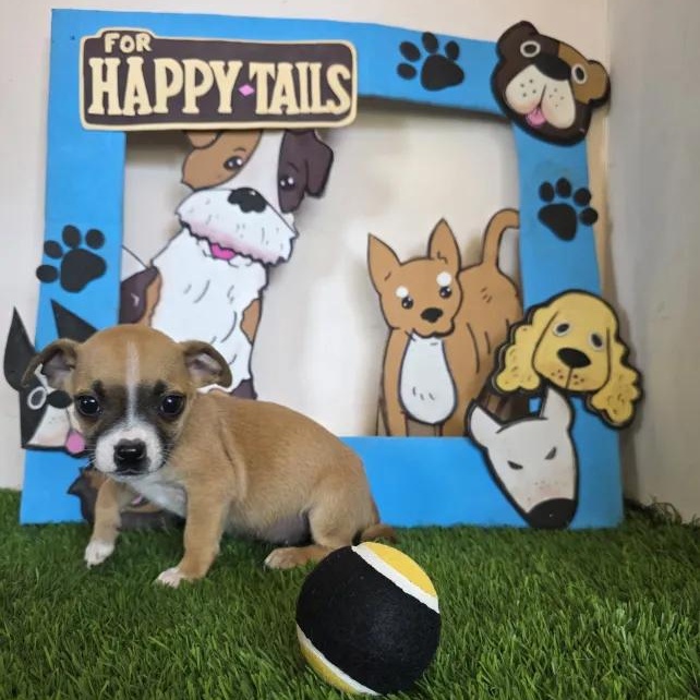 Vaggie, an adopted mixed breed in Tijuana, BCN image 4/6