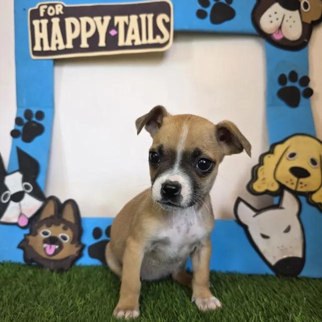 Vaggie, an adopted mixed breed in Tijuana, BCN image 5/6