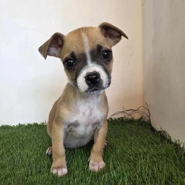 Vaggie, an adopted mixed breed in Tijuana, BCN image 6/6