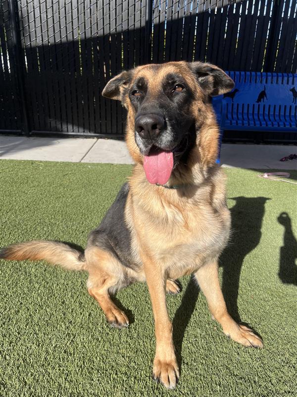 Carmella, Adoptable, Adult Female German Shepherd Dog.