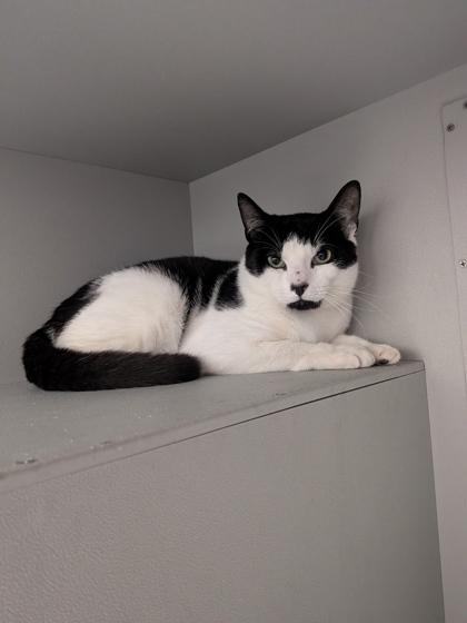 Domino, Adoptable, Adult Male Domestic Short Hair & Domestic Short Hair.