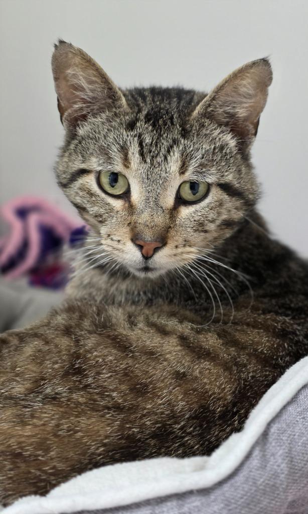 Tilly, Adoptable, Senior Male Domestic Short Hair.