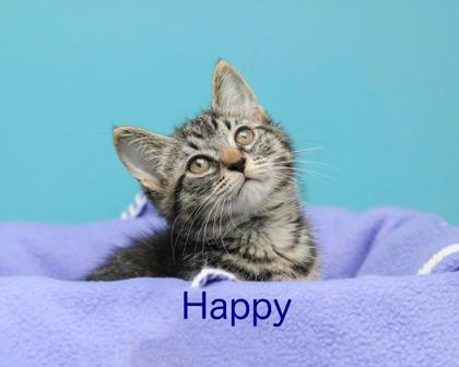 Happy, Adoptable, Kitten Male Domestic Short Hair & Domestic Short Hair.