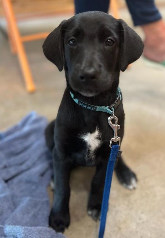 Enlarge Skye, a Adopted mixed breed in Elyria, OH image 1/2