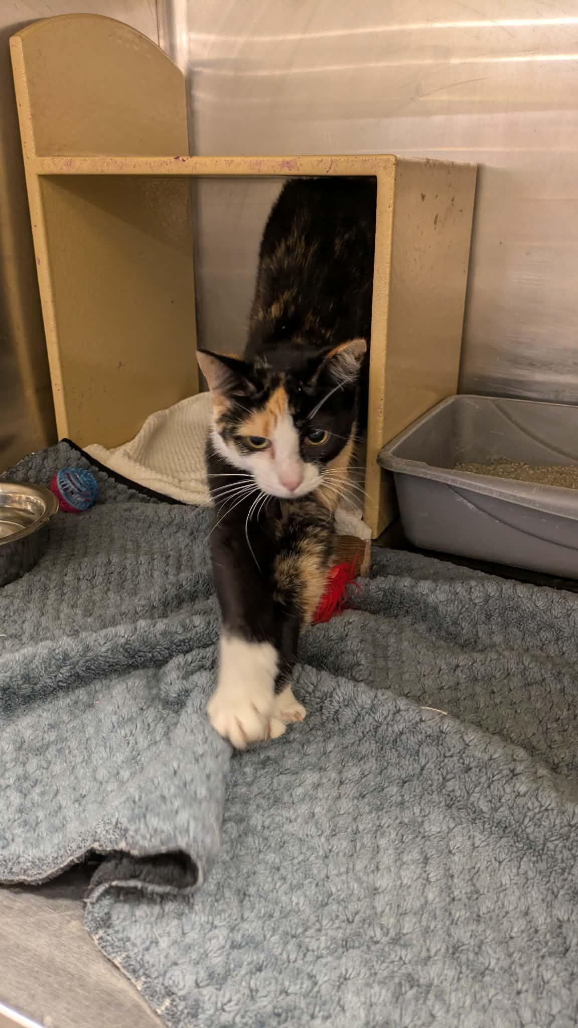 Enlarge Tagalong, a Adoptable Domestic Short Hair in Maple Heights, OH image 1/3