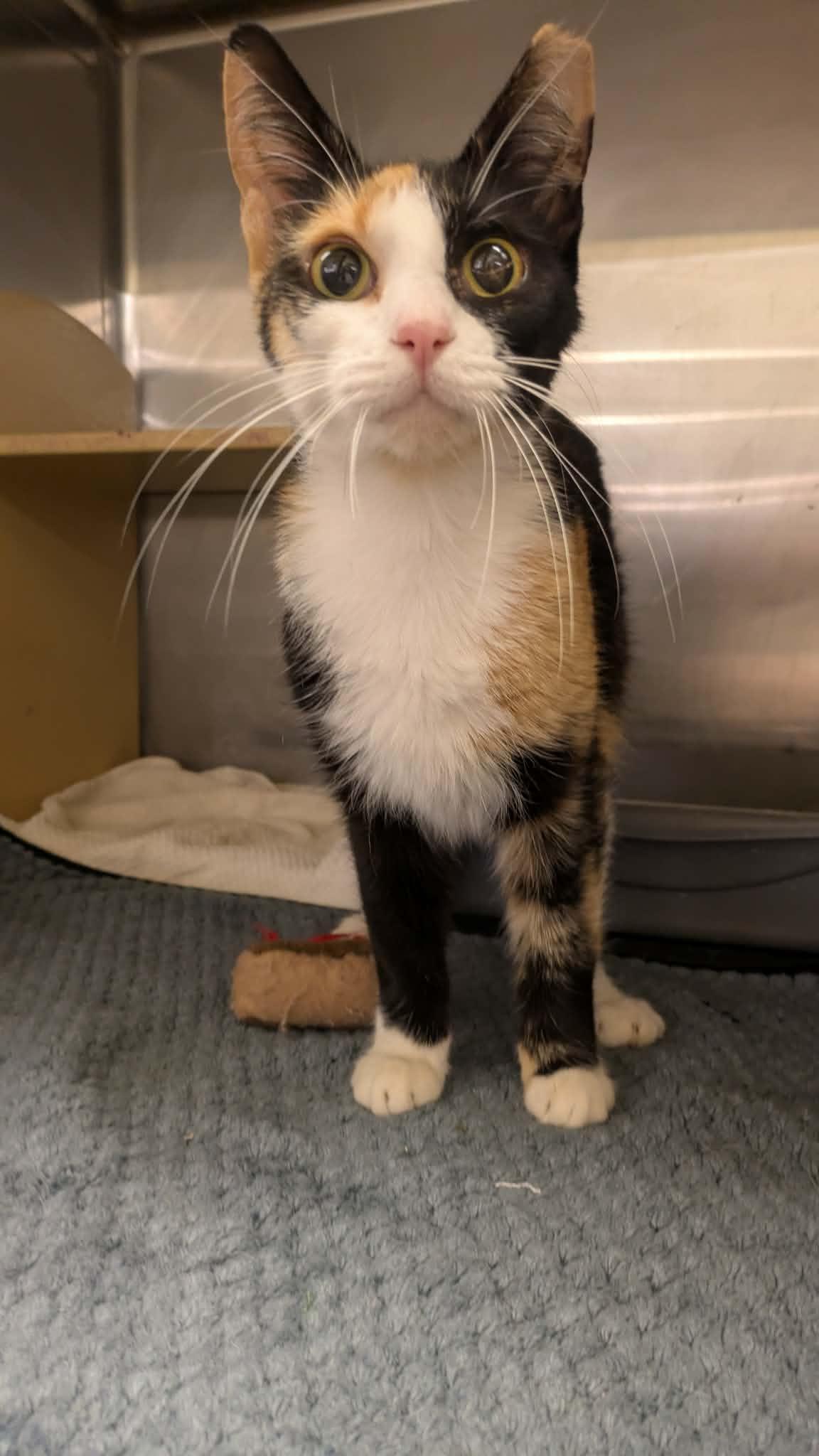 Enlarge Tagalong, a Adoptable Domestic Short Hair in Maple Heights, OH image 2/3