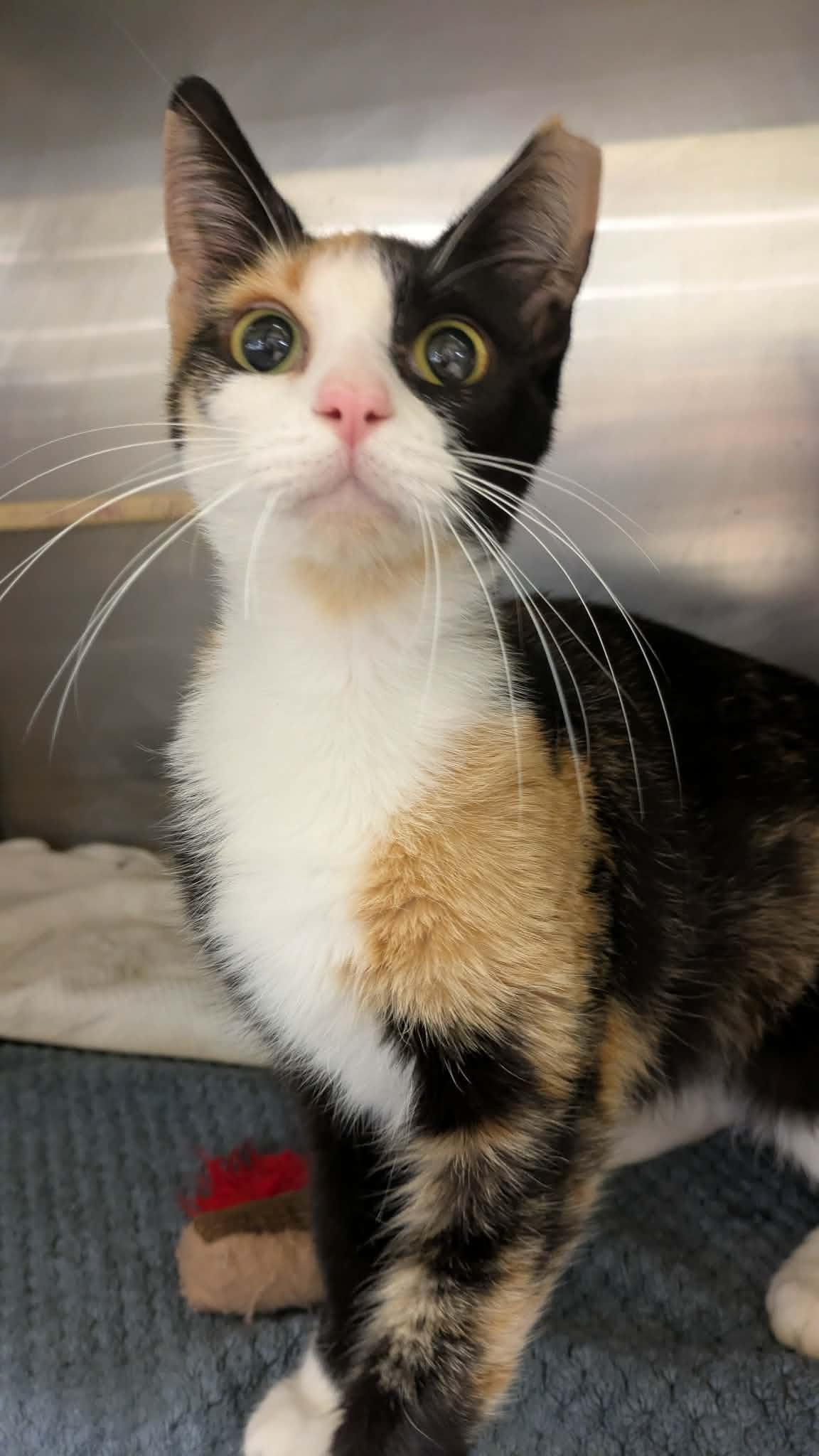 Enlarge Tagalong, a Adoptable Domestic Short Hair in Maple Heights, OH image 3/3