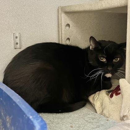 Vinny, Adoptable, Adult Male Domestic Short Hair & Domestic Short Hair.