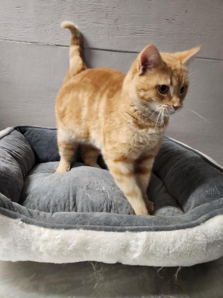 Enlarge KITTIE, a Adoptable mixed breed in Lexington, TN image 1/1