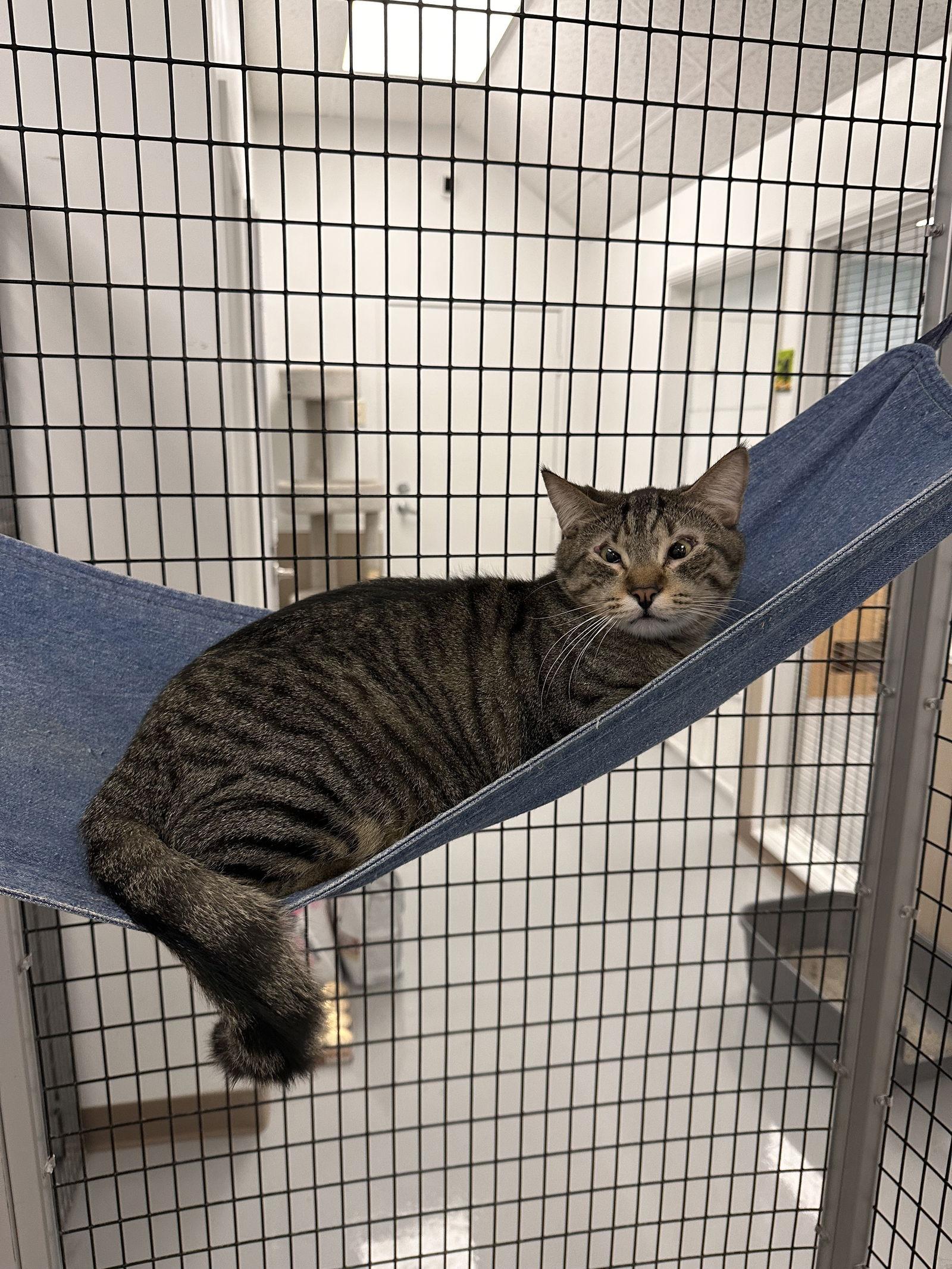 Benny, Adoptable, Adult Male Domestic Short Hair.