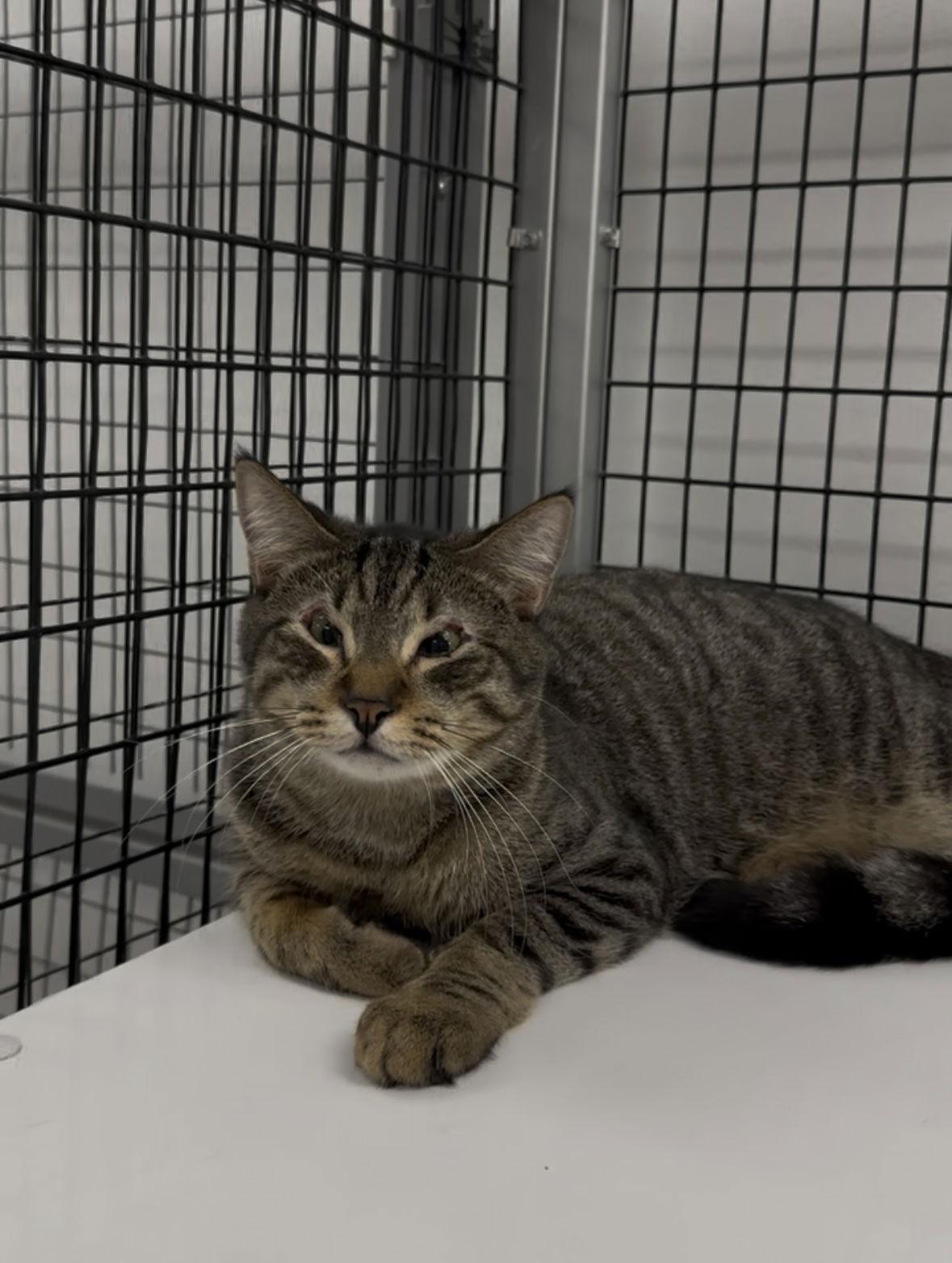 Enlarge Benny, a Adoptable Domestic Short Hair in West Hills, CA image 2/2