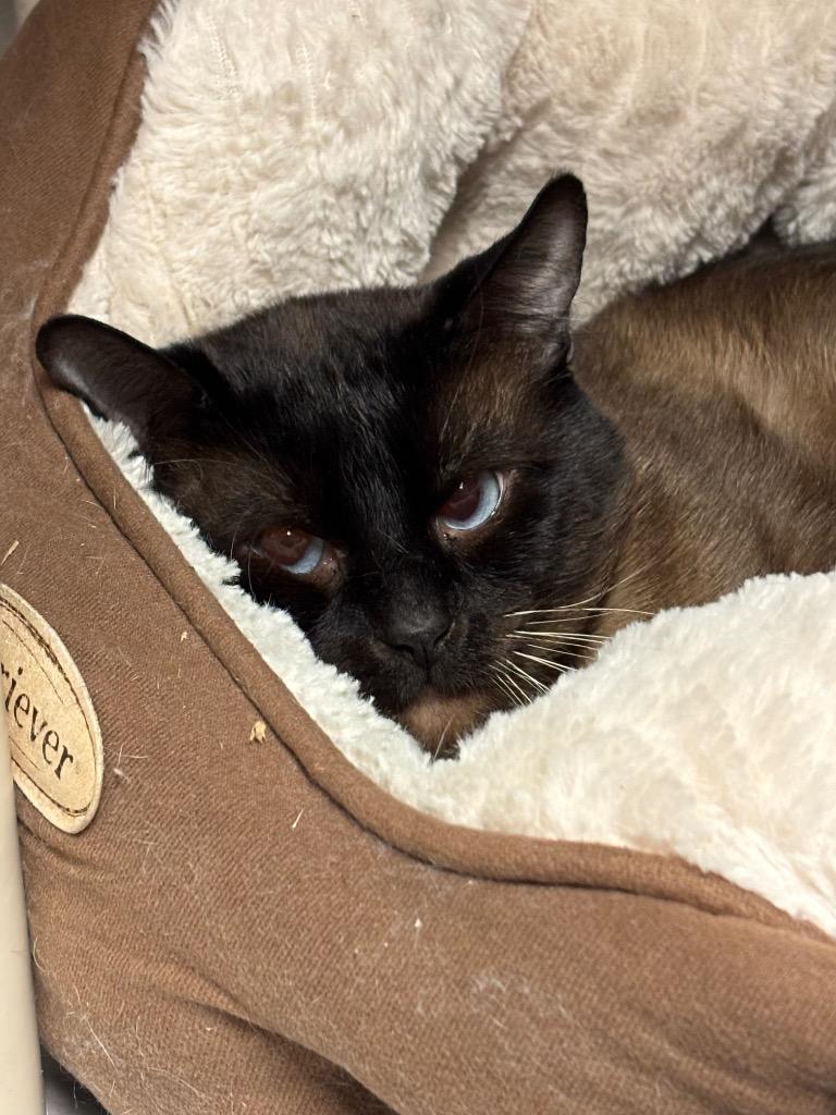 Phantom, Adoptable, Adult Male Domestic Short Hair.