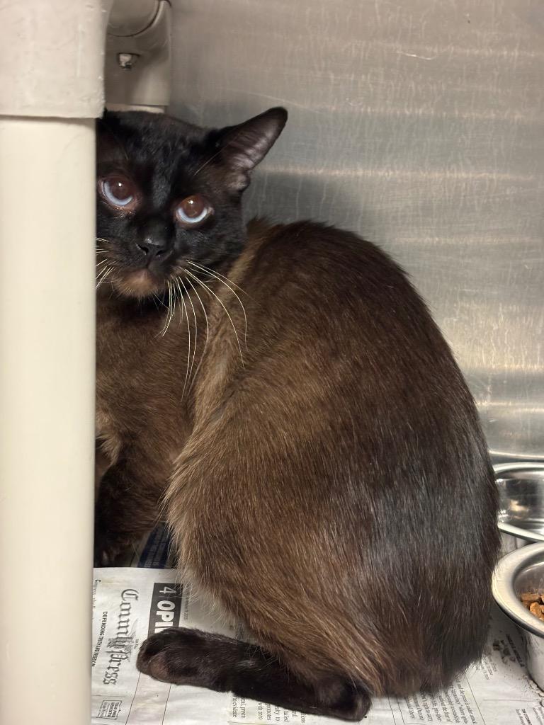 Enlarge Phantom, a Adoptable Domestic Short Hair in Red Oak, TX image 2/2