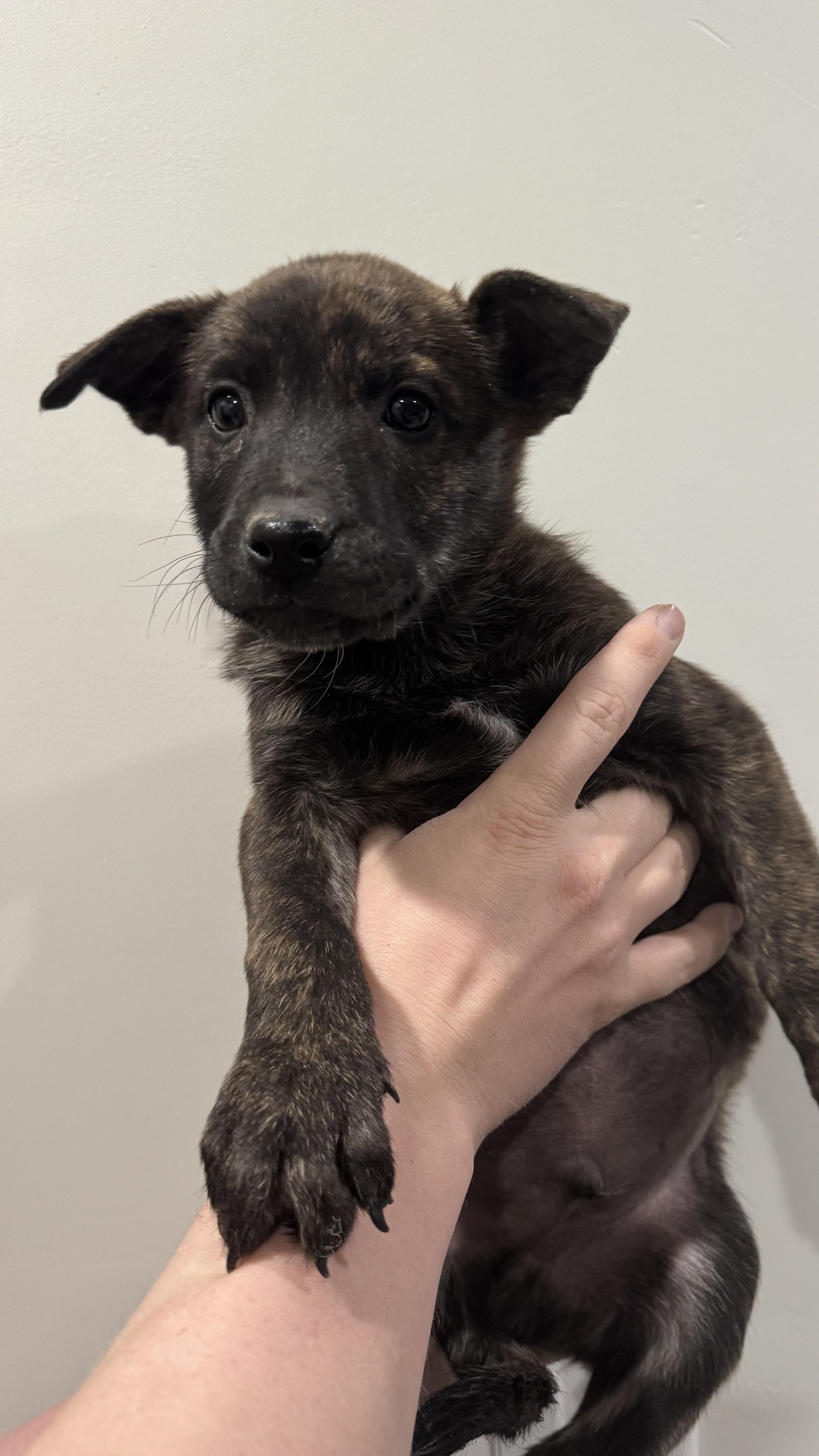 Ube, Adoptable, Puppy Male Dutch Shepherd & Husky.