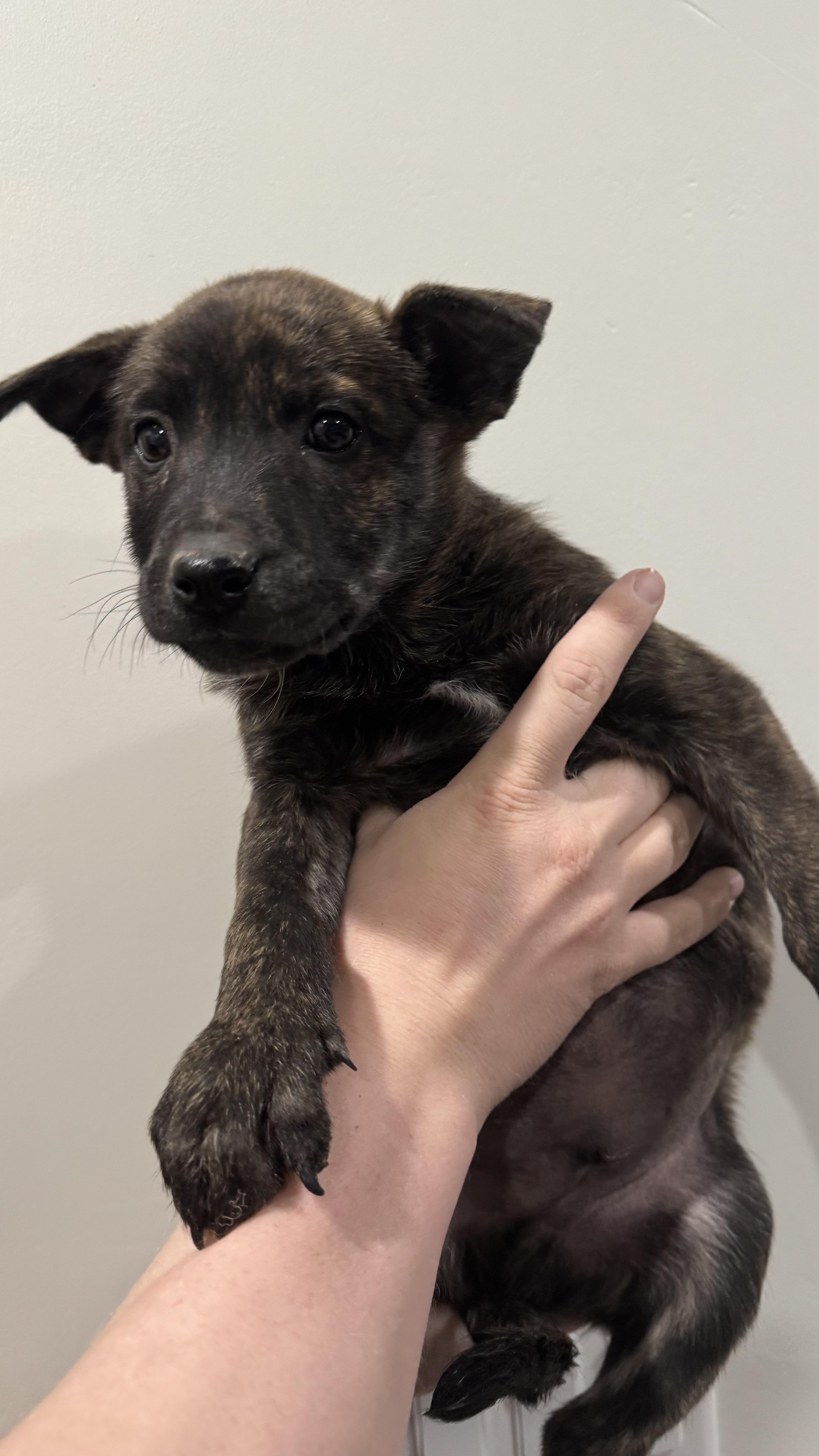 Ube, a Adoptable mixed breed in Rio Rancho, NM image 2/2