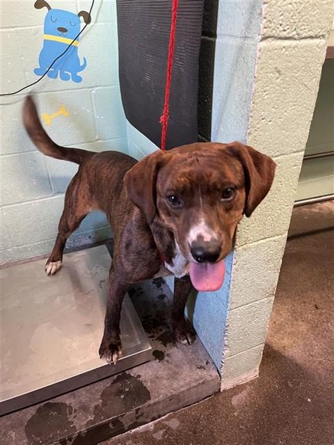 Enlarge SCRAPPY POO, a Adoptable mixed breed in Sacramento, CA image 1/1