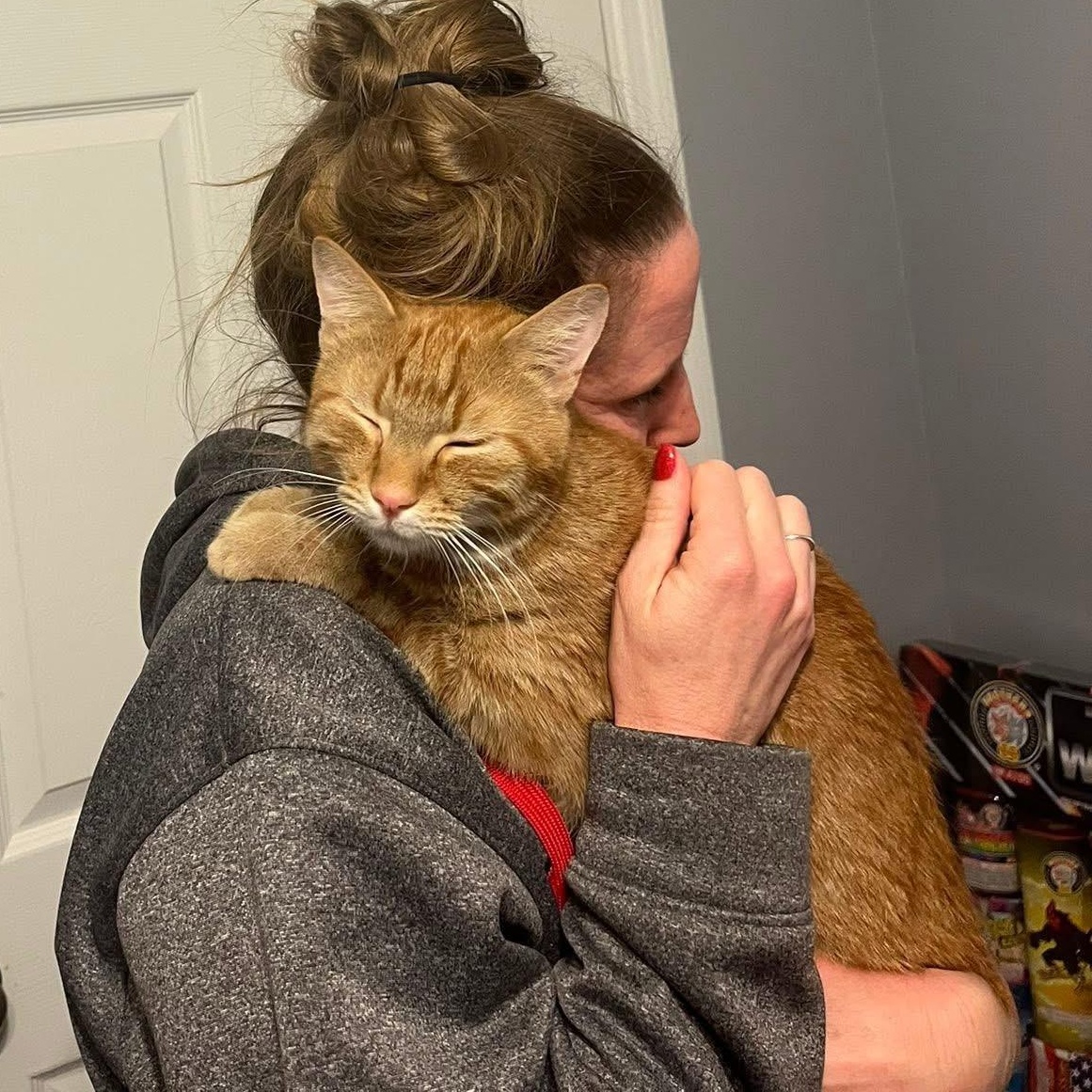 Crunchwrap , an adopted Domestic Short Hair in Fort Oglethorpe, GA image 2/2