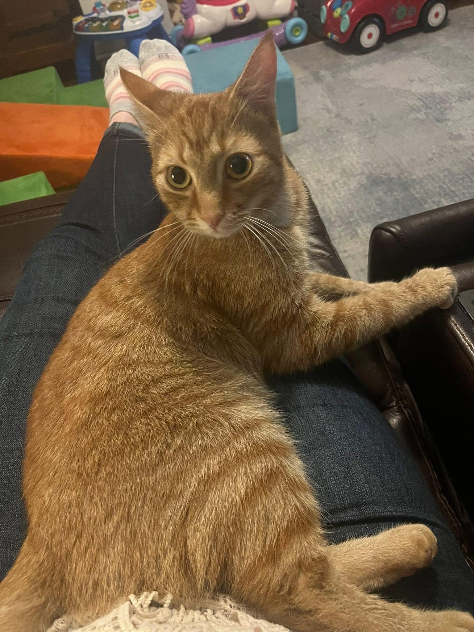 Crunchwrap , adopted, Adult Male Domestic Short Hair.