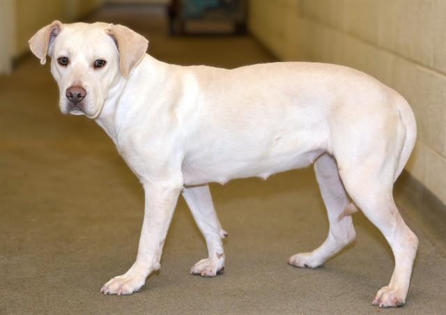 Enlarge JOELLE, a Adoptable mixed breed in West Valley City, UT image 1/1
