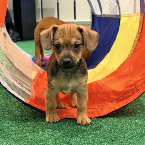 Miata, Adoptable, Puppy Male Chihuahua.