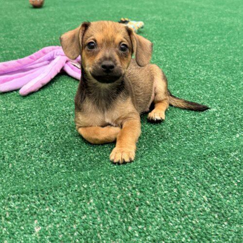 Enlarge Miata, a Adoptable Chihuahua in Henderson, NV image 2/2