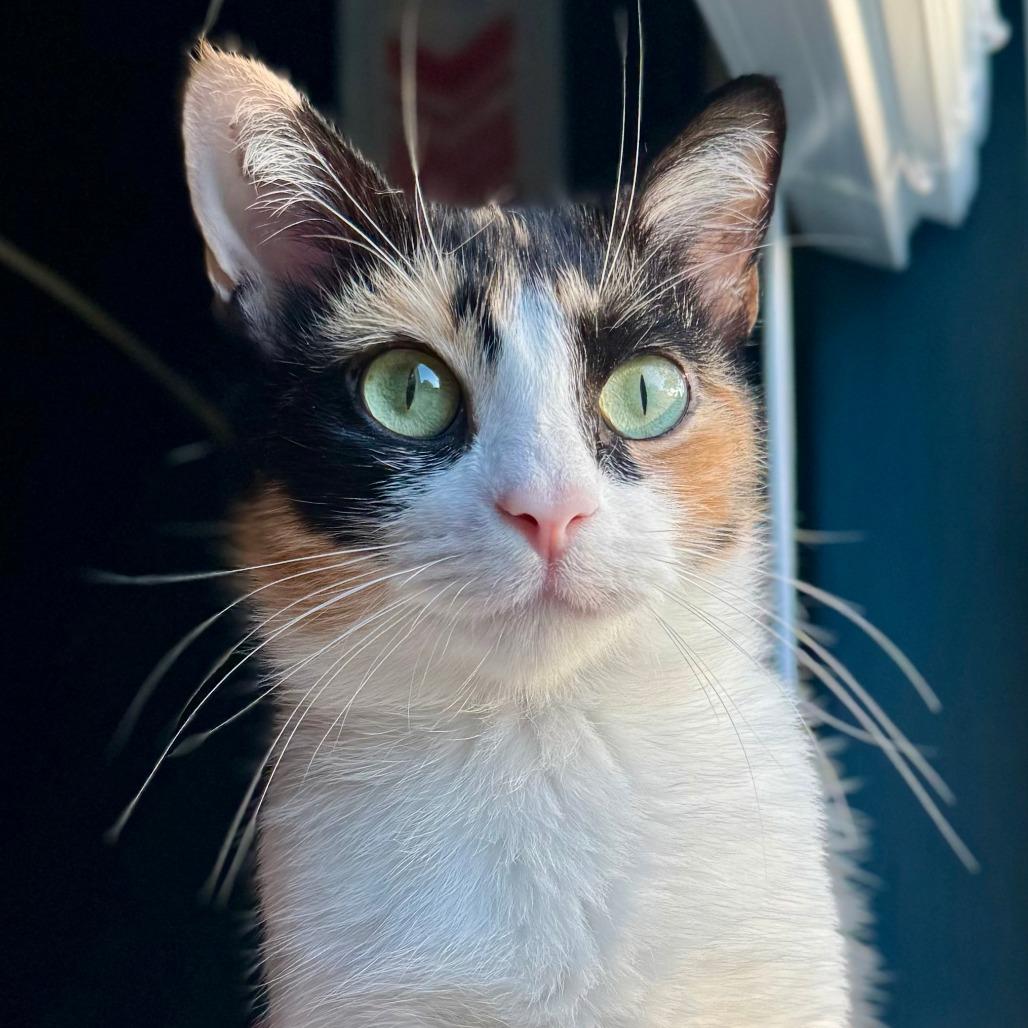 Enlarge Mama Taffy, a ADOPTABLE mixed breed in Parkland, FL image 3/3
