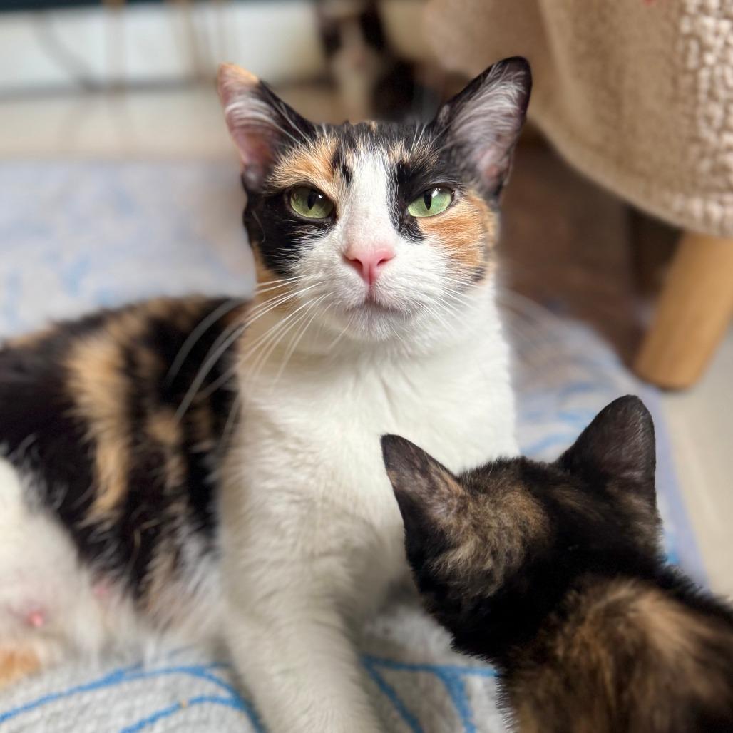 Enlarge Mama Taffy, a ADOPTABLE mixed breed in Parkland, FL image 2/3