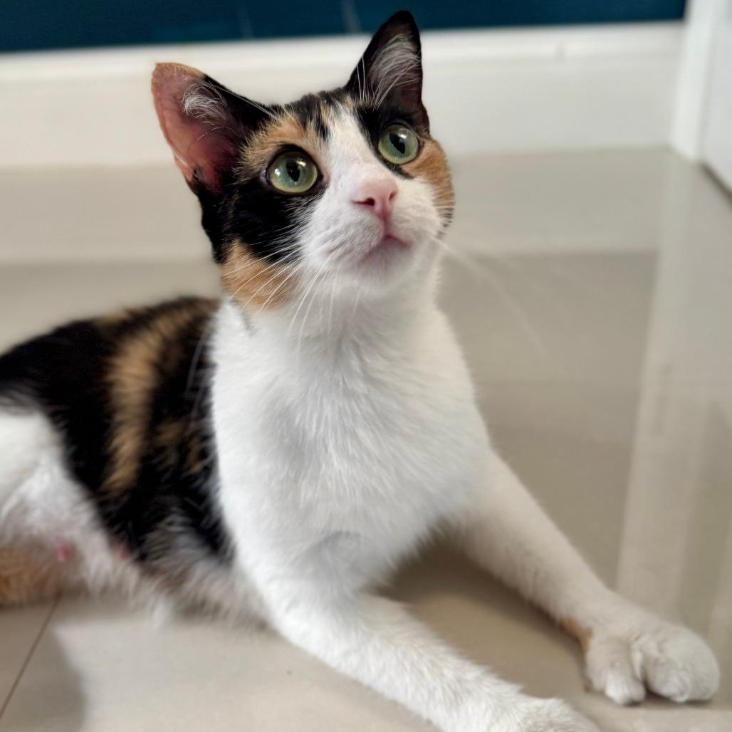 Mama Taffy, ADOPTABLE, Adult Female Extra-Toes Cat / Hemingway Polydactyl & Domestic Short Hair.
