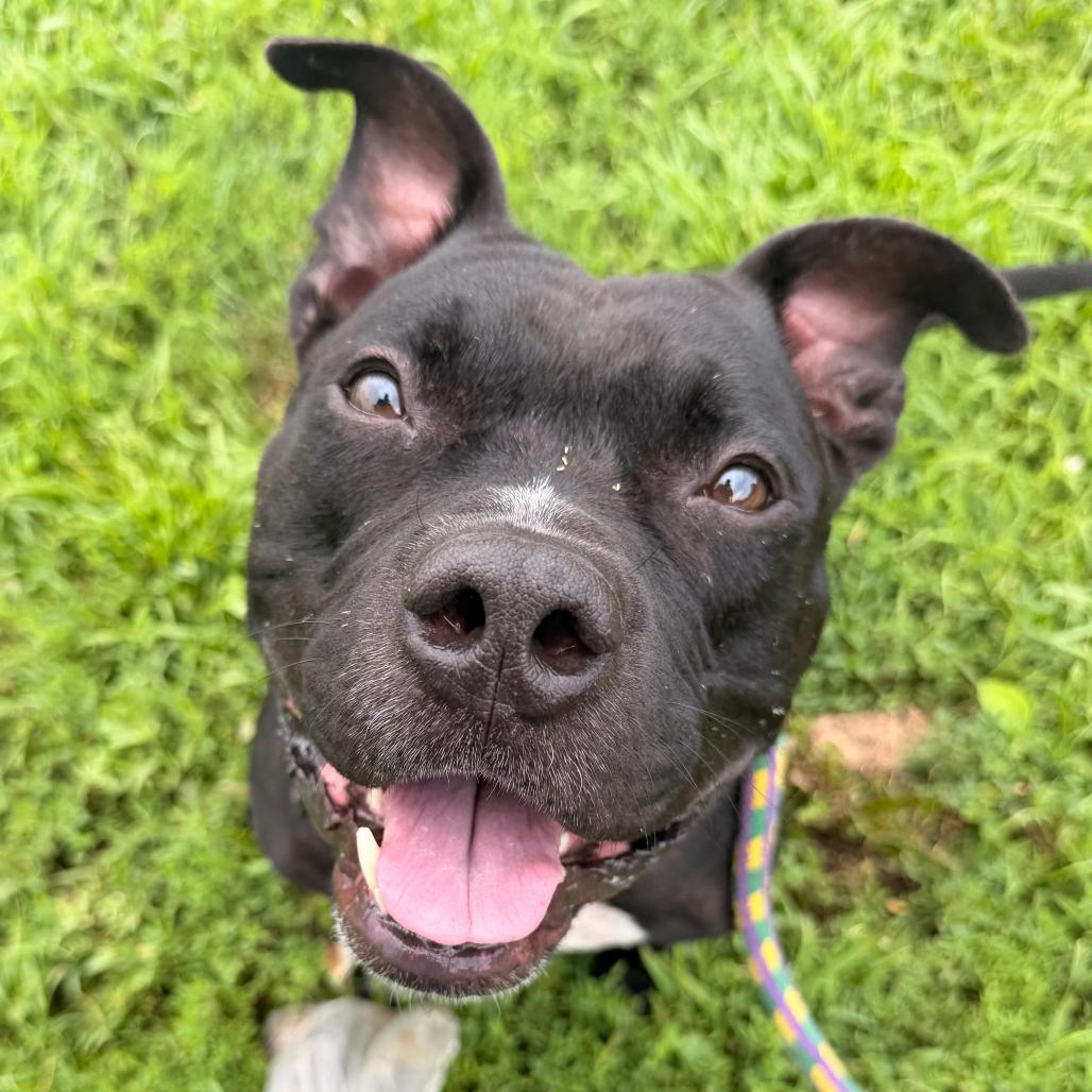 Taco Pizza, Adoptable, Adult Male Mixed Breed.