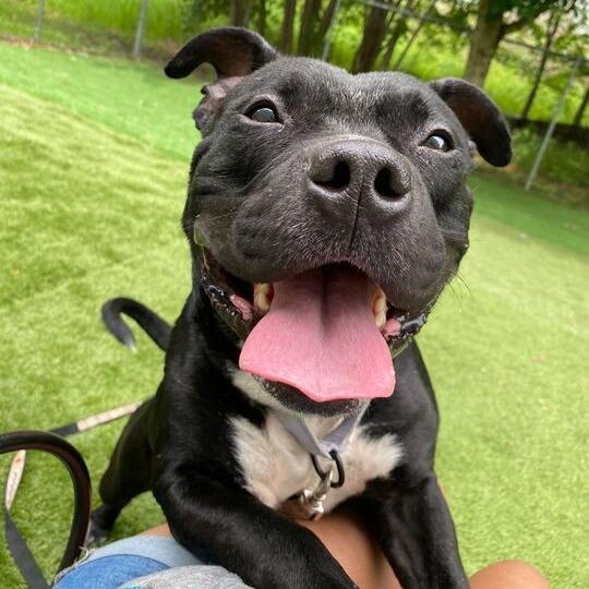 Taco Pizza, Adoptable, Adult Male Mixed Breed.