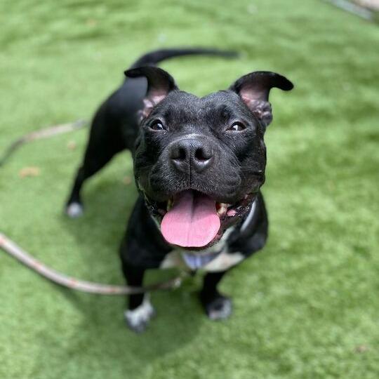 Taco Pizza, a Adoptable Mixed Breed in Davenport, IA image 2/2
