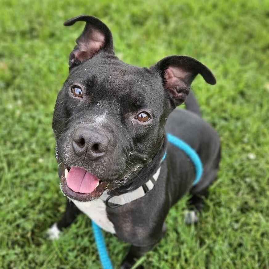 Enlarge Taco Pizza, a Adoptable Mixed Breed in Davenport, IA image 3/4