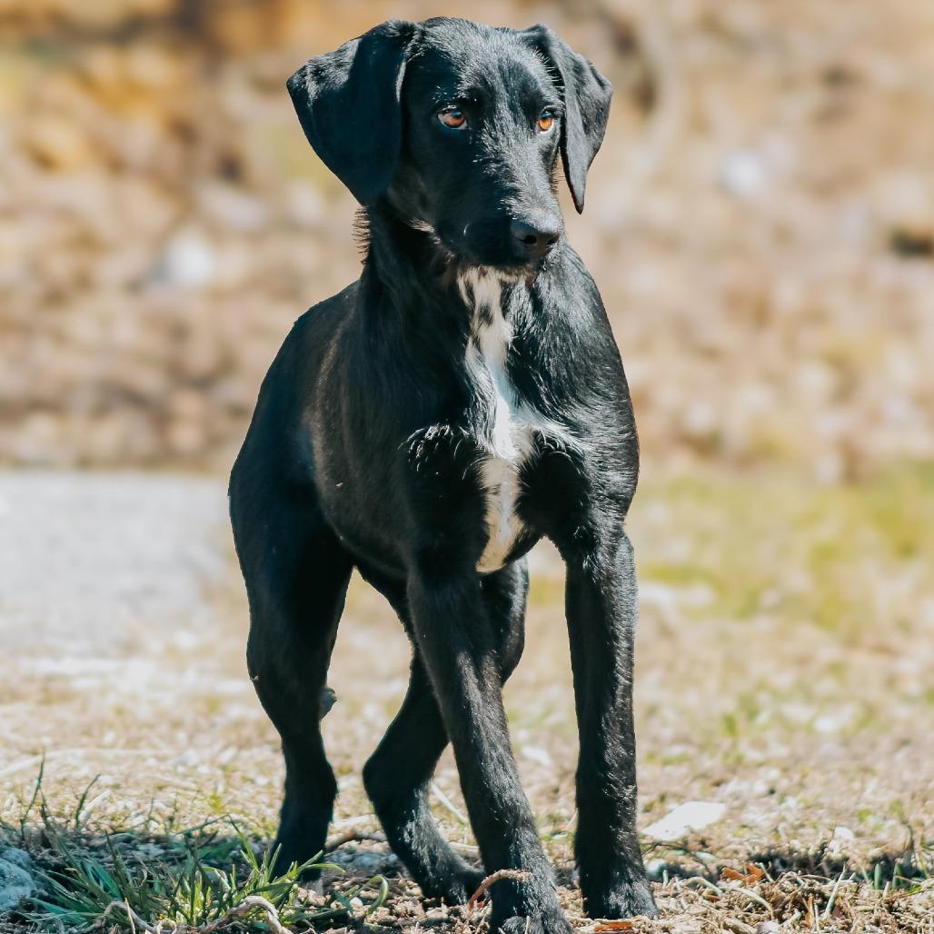Missy, Adoptable, Young Female Black Labrador Retriever.