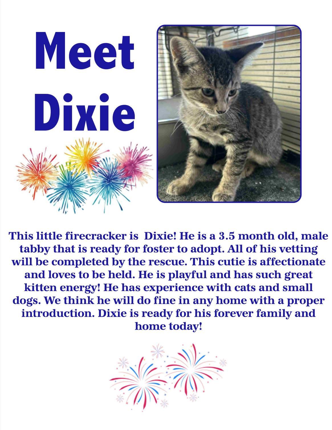 Enlarge Dixie, a Adoptable Domestic Short Hair in Clovis, NM image 1/1