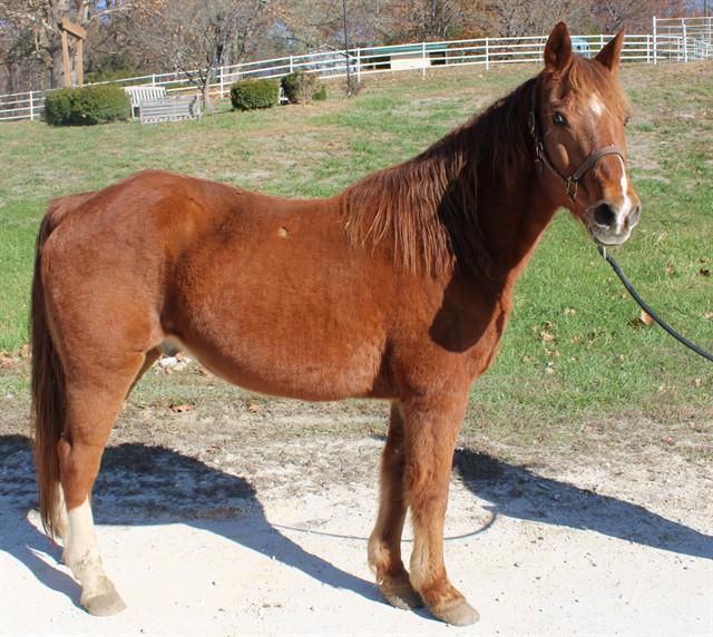 SUNNY, Adoptable, Senior Male Missouri Foxtrotter.