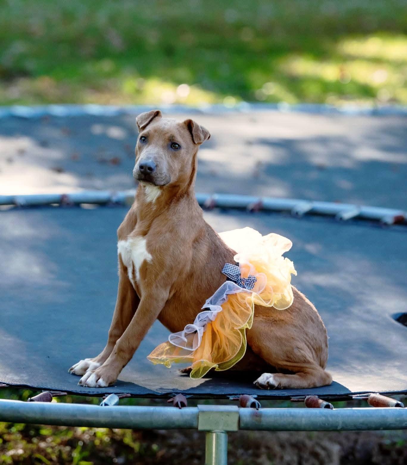 Enlarge Brittany, a Adoptable mixed breed in Lexington, MO image 1/6