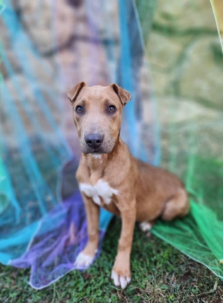 Enlarge Brittany, a Adoptable mixed breed in Lexington, MO image 2/6