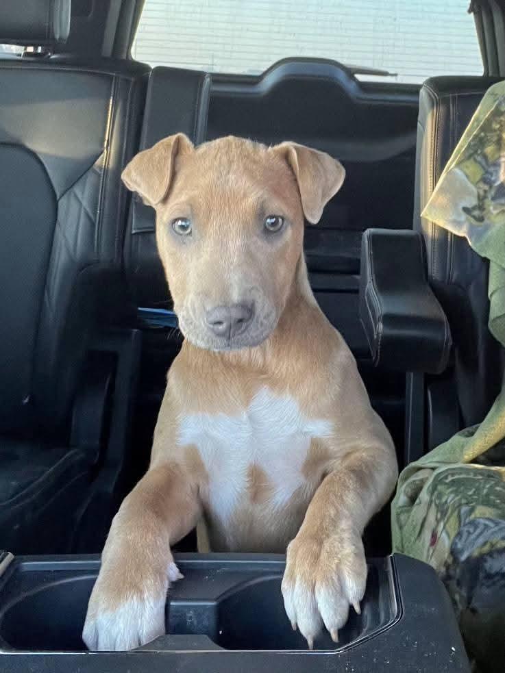 Enlarge Brittany, a Adoptable mixed breed in Lexington, MO image 3/6