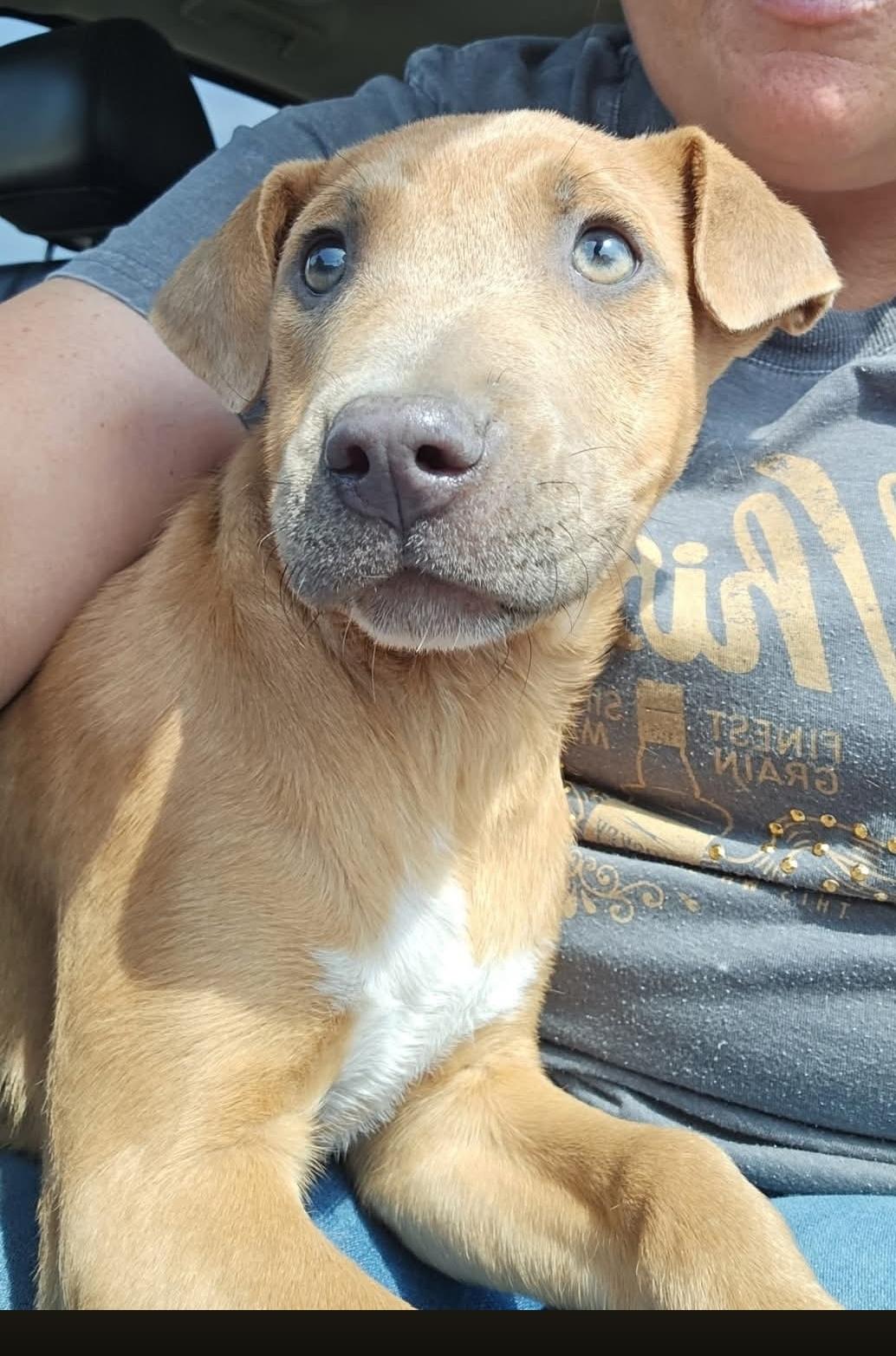 Enlarge Brittany, a Adoptable mixed breed in Lexington, MO image 6/6