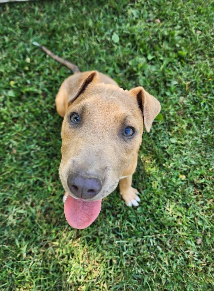 Enlarge Brittany, a Adoptable mixed breed in Lexington, MO image 5/6