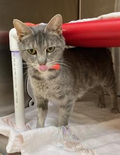 Vera — thumbnail 2