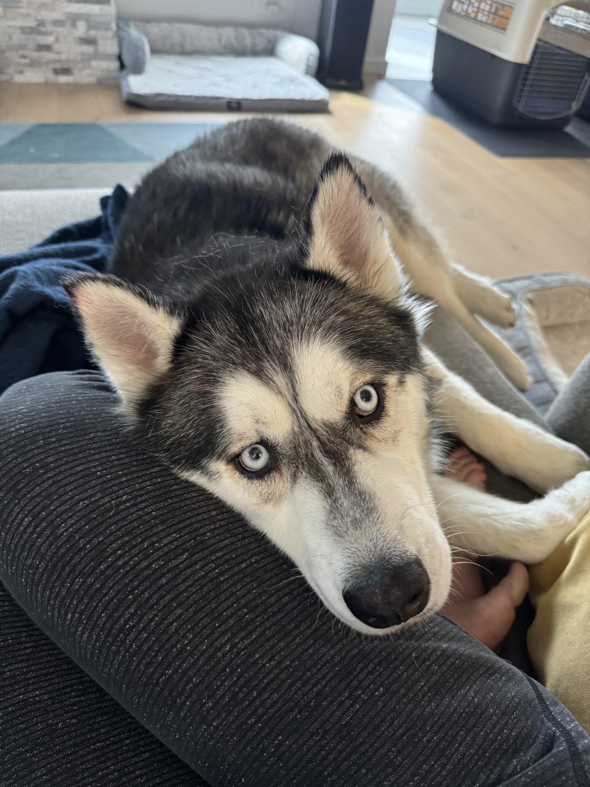 Lorenzo, Adoptable, Adult Male Siberian Husky.