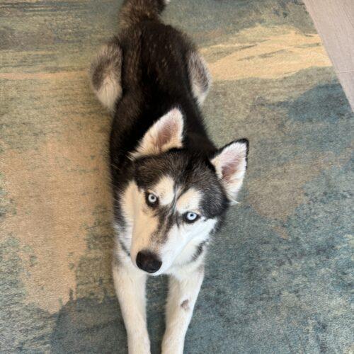 Lorenzo, Adoptable, Adult Male Siberian Husky.