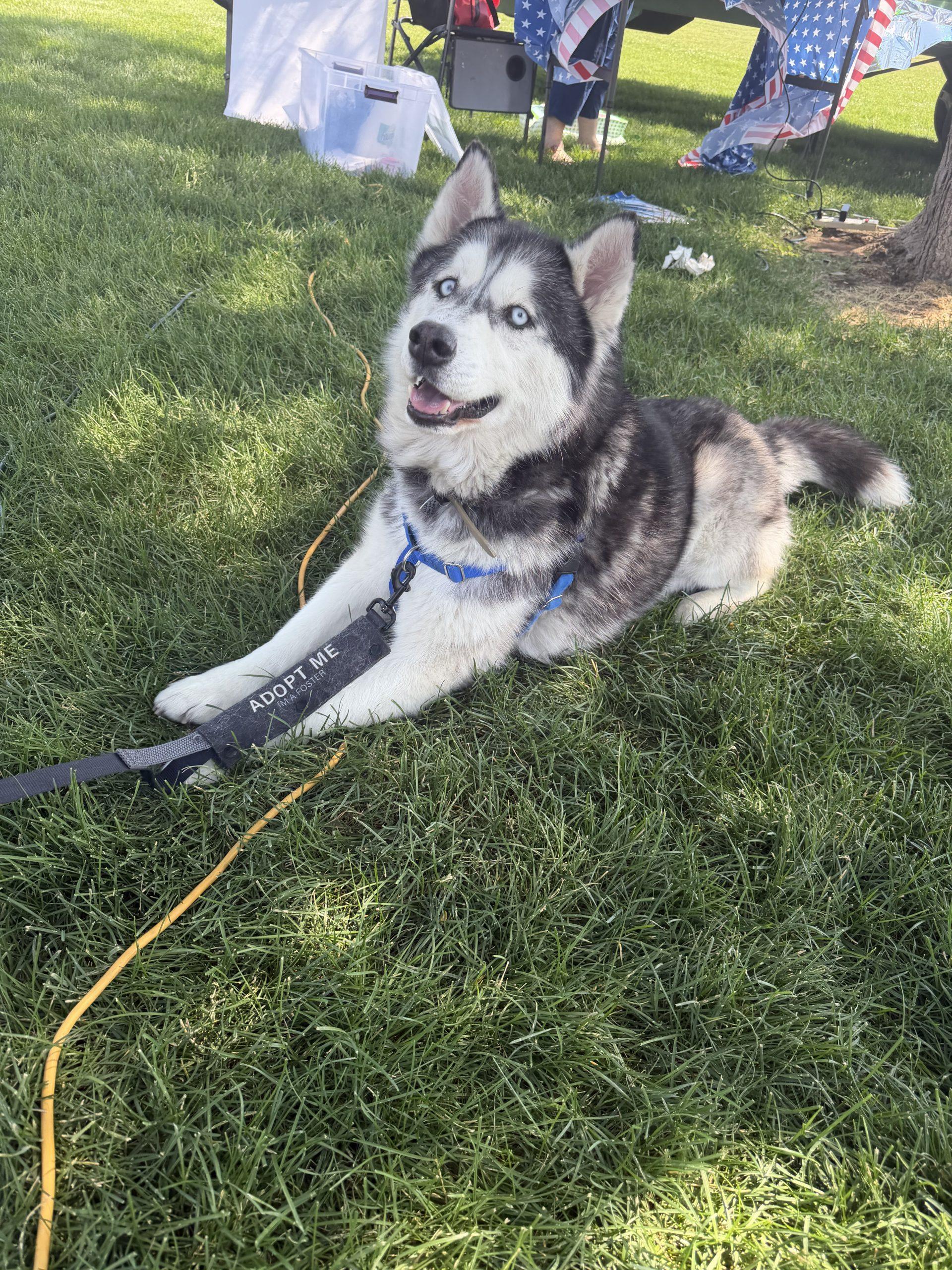 Yule, a Adoptable Siberian Husky in Grand Junction, CO image 2/4