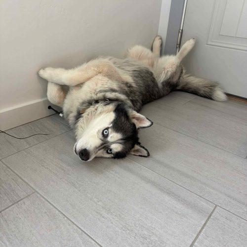 Yule, a Adoptable Siberian Husky in Grand Junction, CO image 4/4
