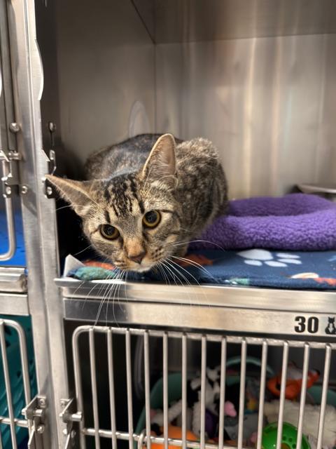 Benji, adopted, Kitten Male Domestic Short Hair.