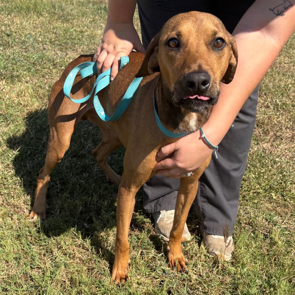 Spade, Adoptable, Adult Male Coonhound.