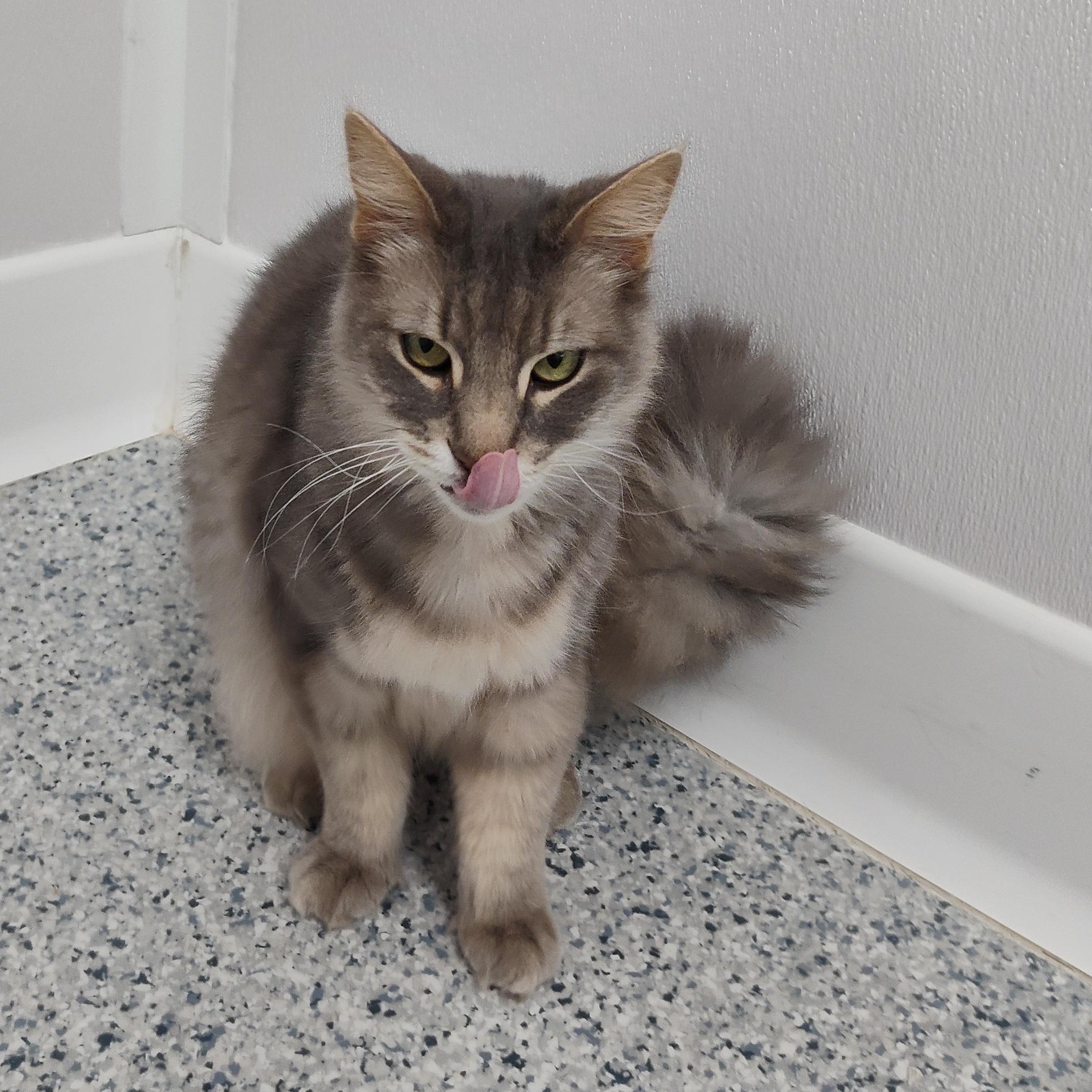 Enlarge Mousse, a Adoptable Domestic Medium Hair in Stockbridge, MI image 3/4