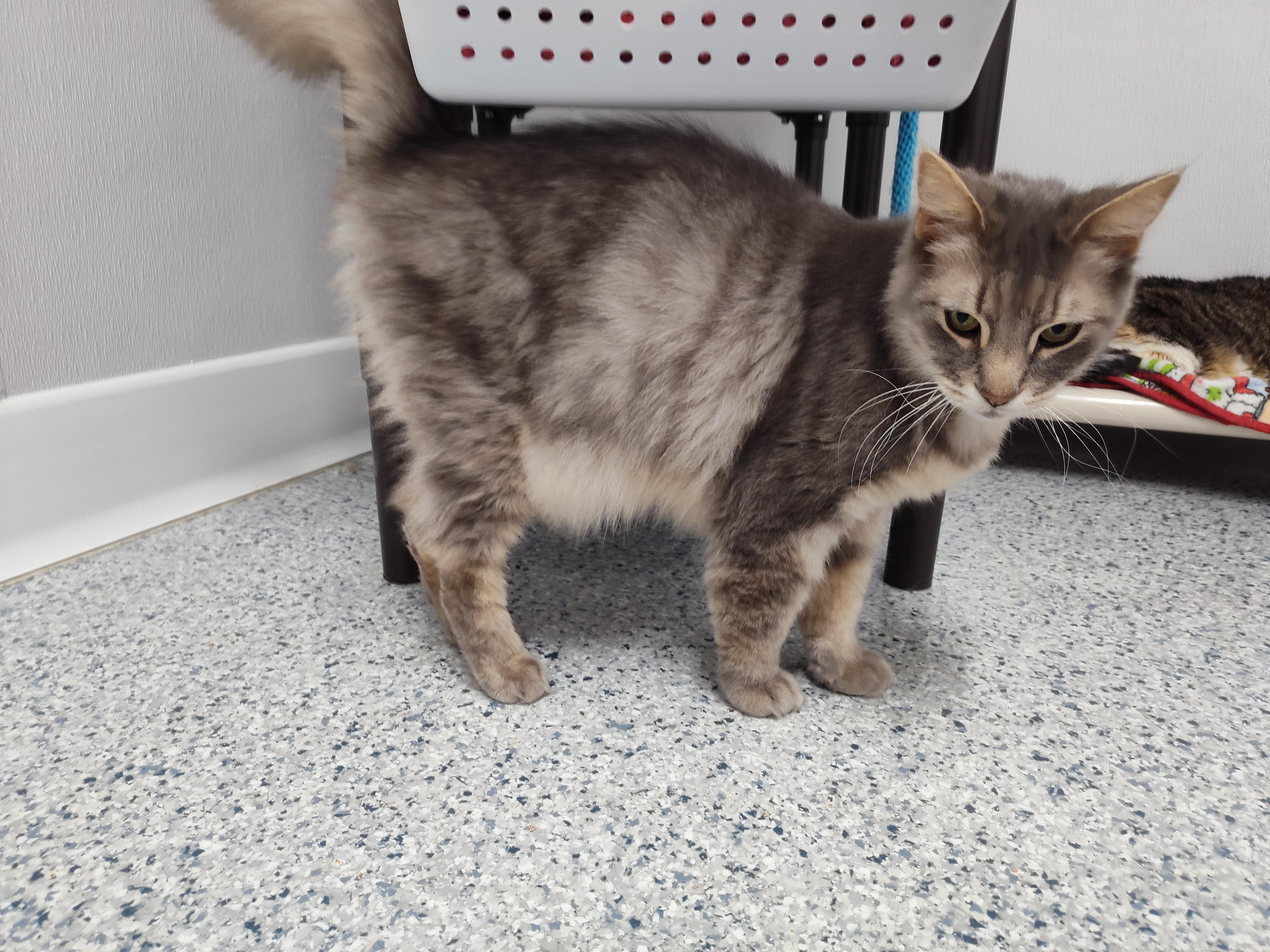 Enlarge Mousse, a Adoptable Domestic Medium Hair in Stockbridge, MI image 4/4