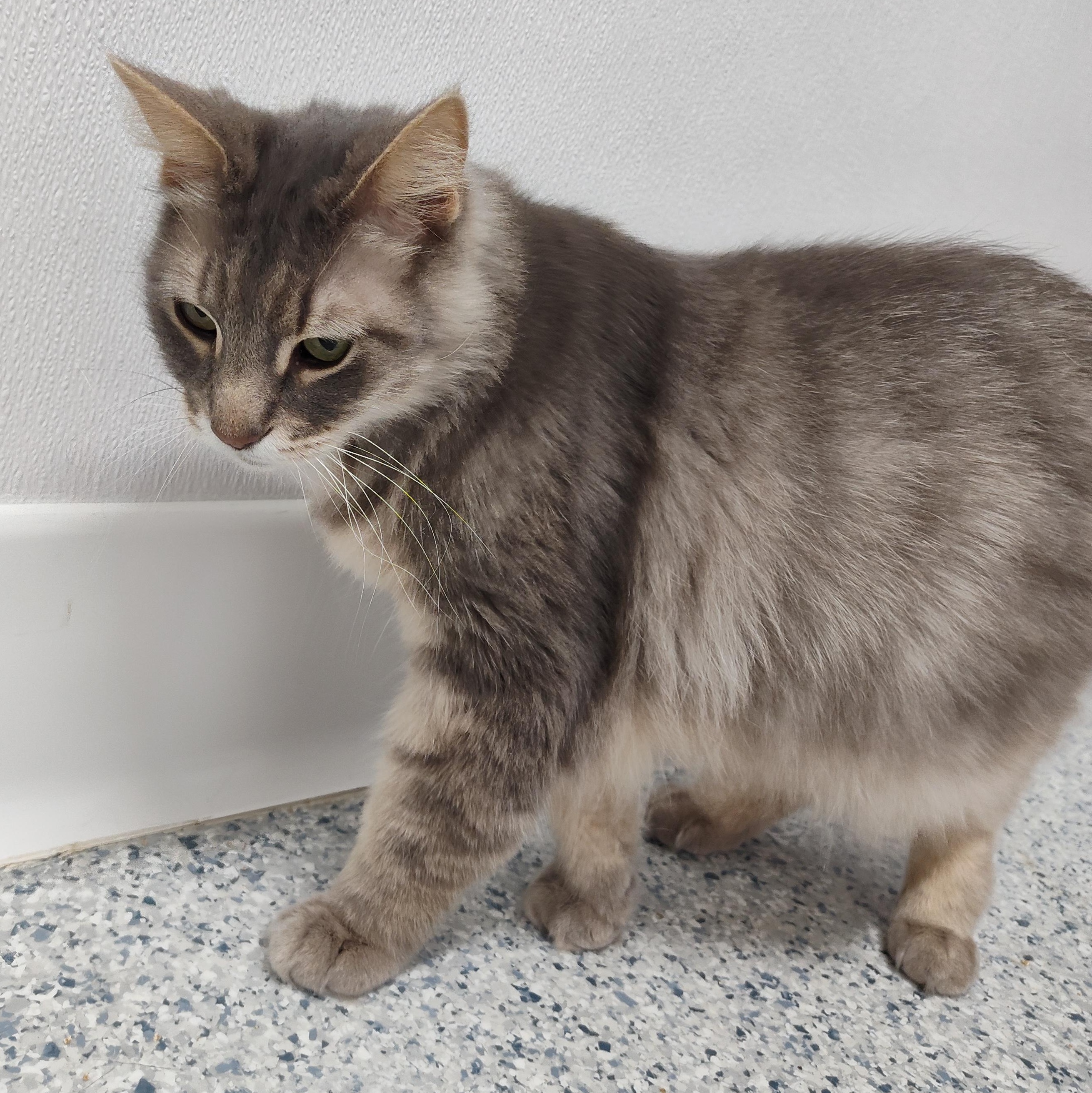 Mousse, Adoptable, Senior Male Domestic Medium Hair.